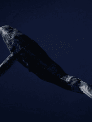 고래 : Dive into you