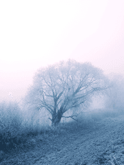 시린 외침이 모여 마침내 별이 될 때까지. [靜]