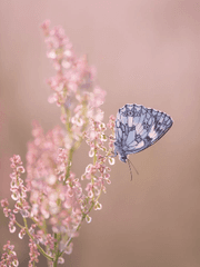 춘하추동(春夏秋冬) - 完