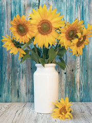 하이큐 드림주 프로필