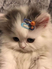 깨진 CC 다시보기