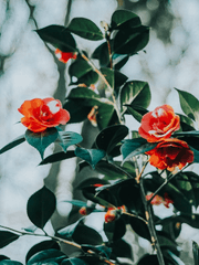 서뱀프 최애는 츠바키