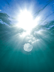 따스한 햇살의 그림, 보고가실래요? [猫]