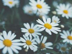 꽃이 주는 행복이란,