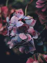 [마도조사] 情花