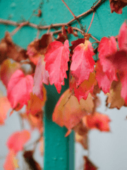 창작 시나리오, 무대