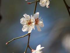 꽃은 말이에요,