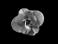 [마들에슾] 엘라티올 베고니아