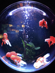 여우는 어항에 먹이를