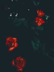 카라마조프_기록