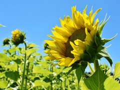 영원히 사랑하는 당신에게