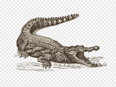 [순부] 흑백악어 上