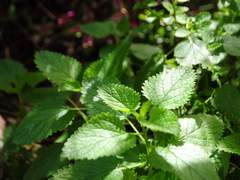 칼리아/19/XX/마족