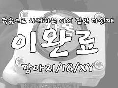 빛나는 축재 아래 개와 고양이