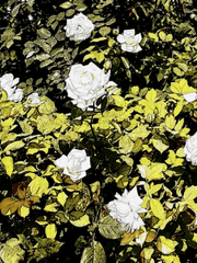 손만 잡고 잘자요