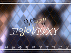 이현재/고양이/19/XY