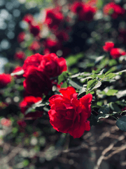 [괴물] 증거 아닌 이야기들