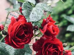 여름은 장미의 계절