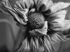 죽음을 정의하는 방법에 대하여