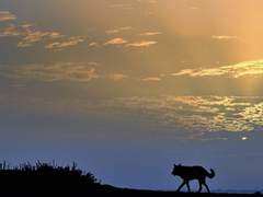 [두광섭] 블루아워