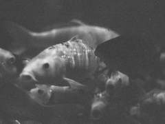 한 방향을 향해 헤엄치는 물고기들_1