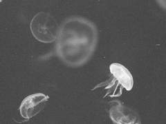 한 방향을 향해 헤엄치는 물고기들_2