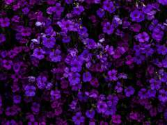 [리들아샤] 속궁합