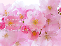 C의 평화로운 일상