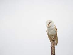 마야 B. 챈들러와 휴일