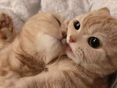 고양이는 나라다