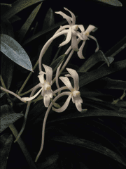 [츠무히나] 바람, 난