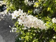 다이아나 E. 콜프레드ㅣ19ㅣXX +BGM♪