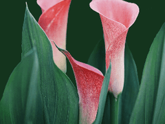 연성교환 / 맞커미션