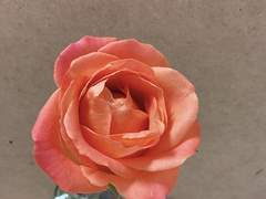 우리집으로 가자