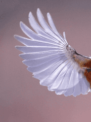 𝑅𝑖𝑒𝑙 𝐻. 𝐶𝑎𝑒𝑙𝑢𝑚