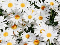 브리슈 옌 솔레이아 / 18세 / XX