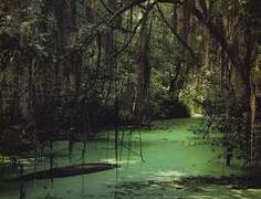 진슙 : Fairy tale : 다이아몬드와 개구리