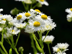 한여름 칸타빌레 - 이다연