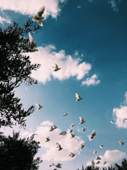 인형들의 간접적 탈바꿈