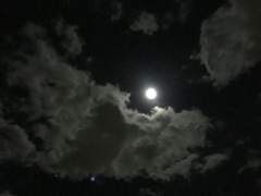 시리우스 블랙과 정략결혼