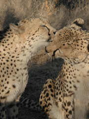 다이아몬드 에이스