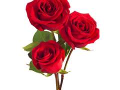 La Vie En Rose - Regretting