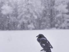 Dear. 에반 마이어스