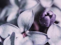 [결호] 자정향, 망향