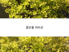🌿옅은풀 커미션🌿