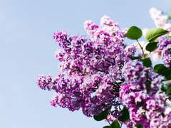 [노먼엠마] 라일락