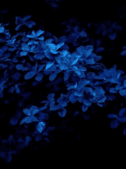 어느 신의 일상