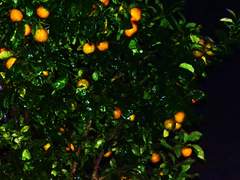 목동도 아가씨도 없는 별