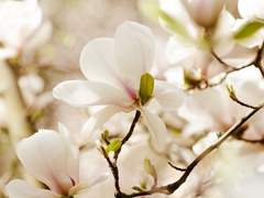 [망무] 구토 중추 화피성 질환(嘔吐中枢花被性疾患)