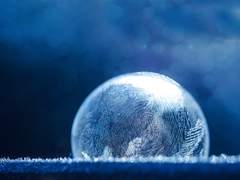 Rein S. Iberis_17_XY